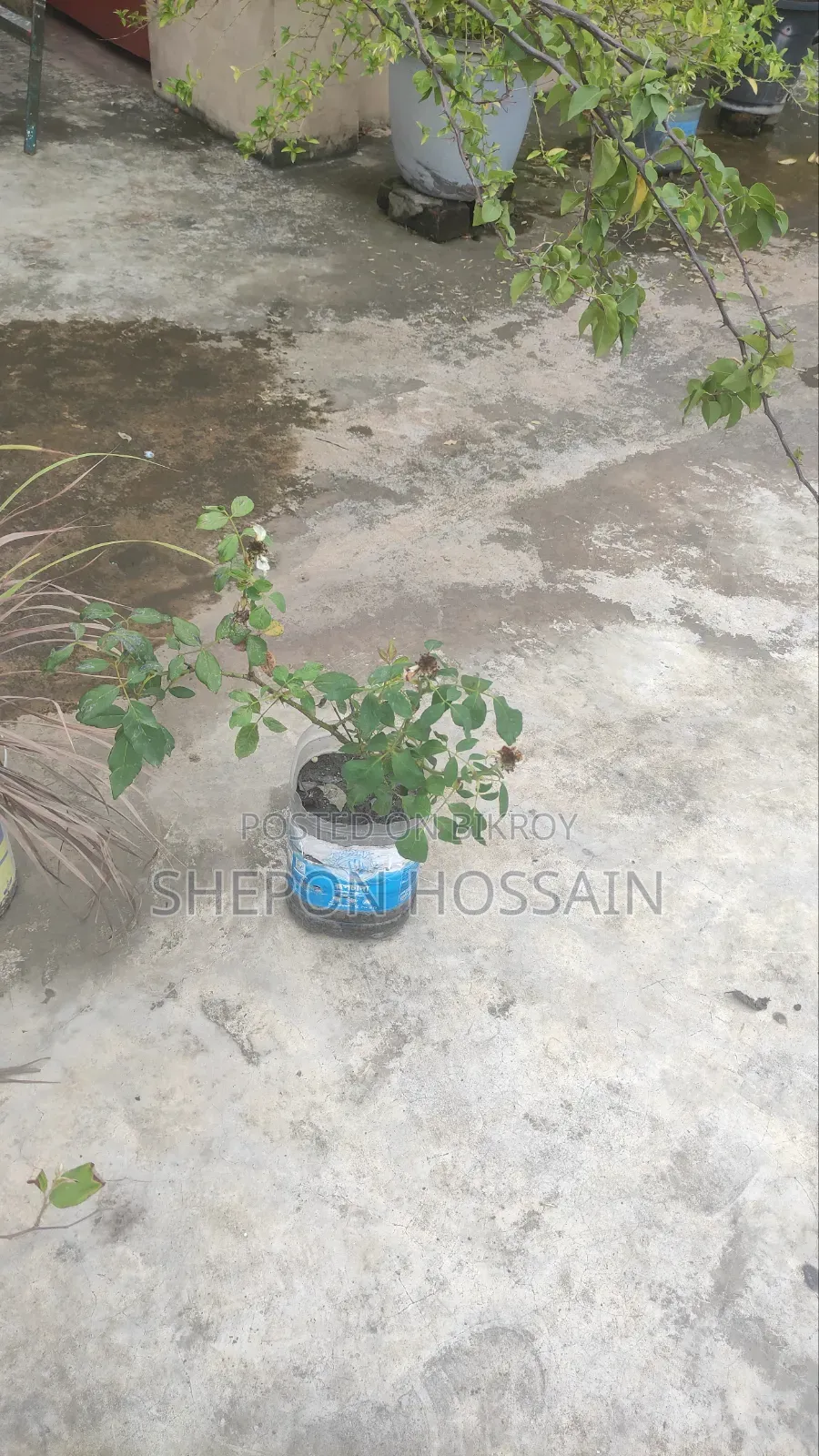 Some flowering trees and fruit trees will be sold