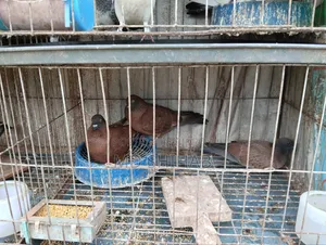 কিছু কবুতর বিক্রি করা হবে