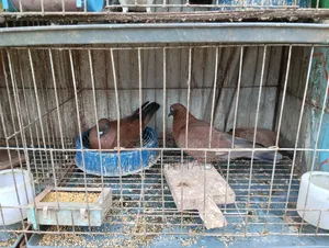 কিছু কবুতর বিক্রি করা হবে