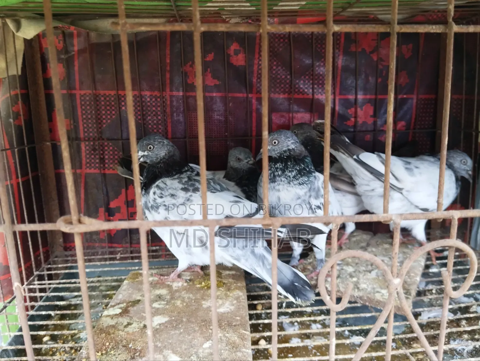 কিছু কবুতর বিক্রি করা হবে