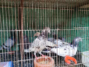 কিছু কবুতর বিক্রি করা হবে