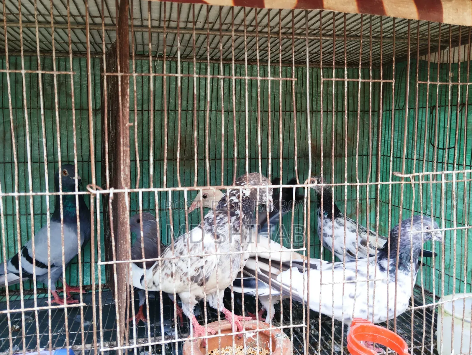 কিছু কবুতর বিক্রি করা হবে