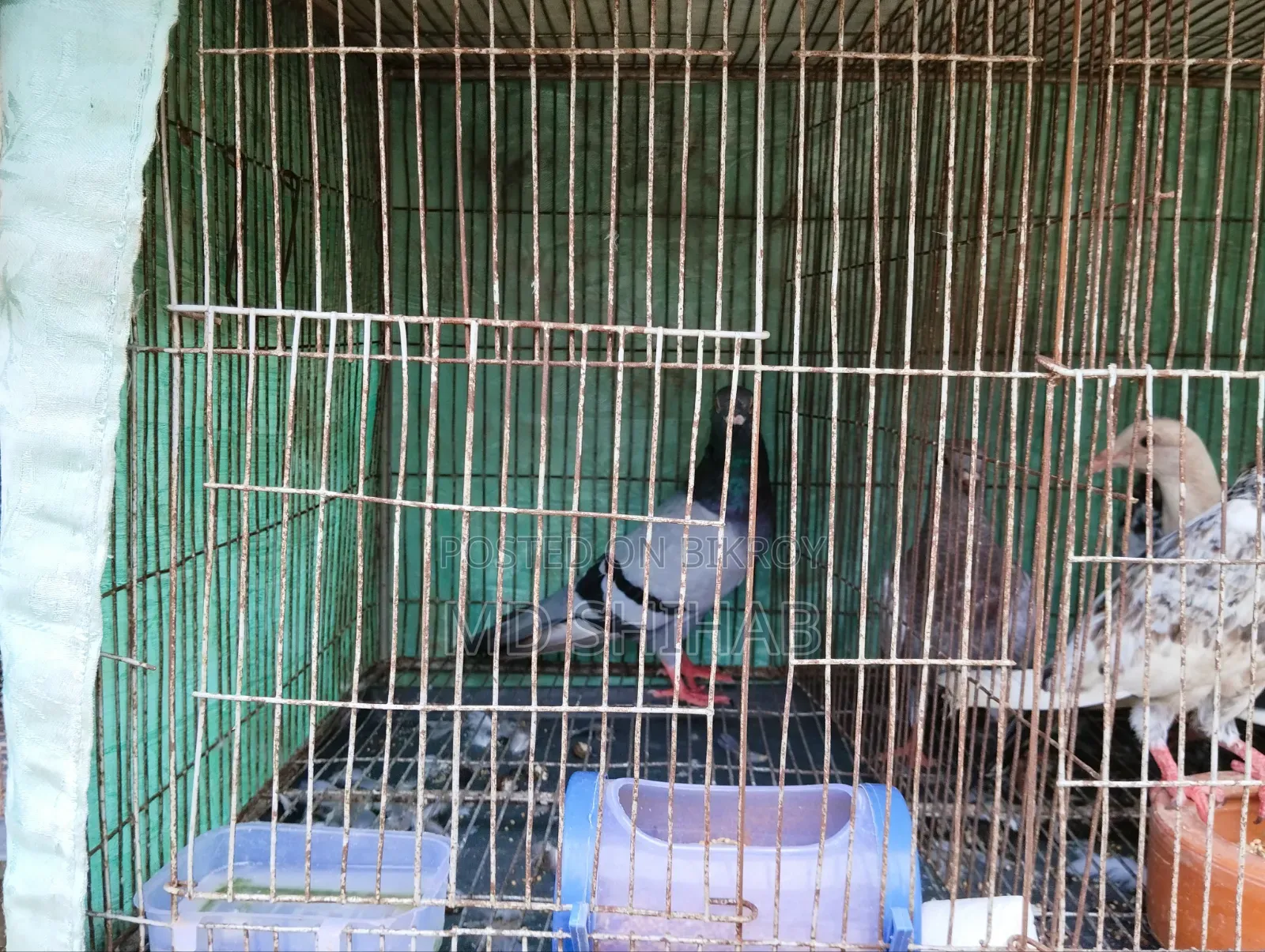 কিছু কবুতর বিক্রি করা হবে
