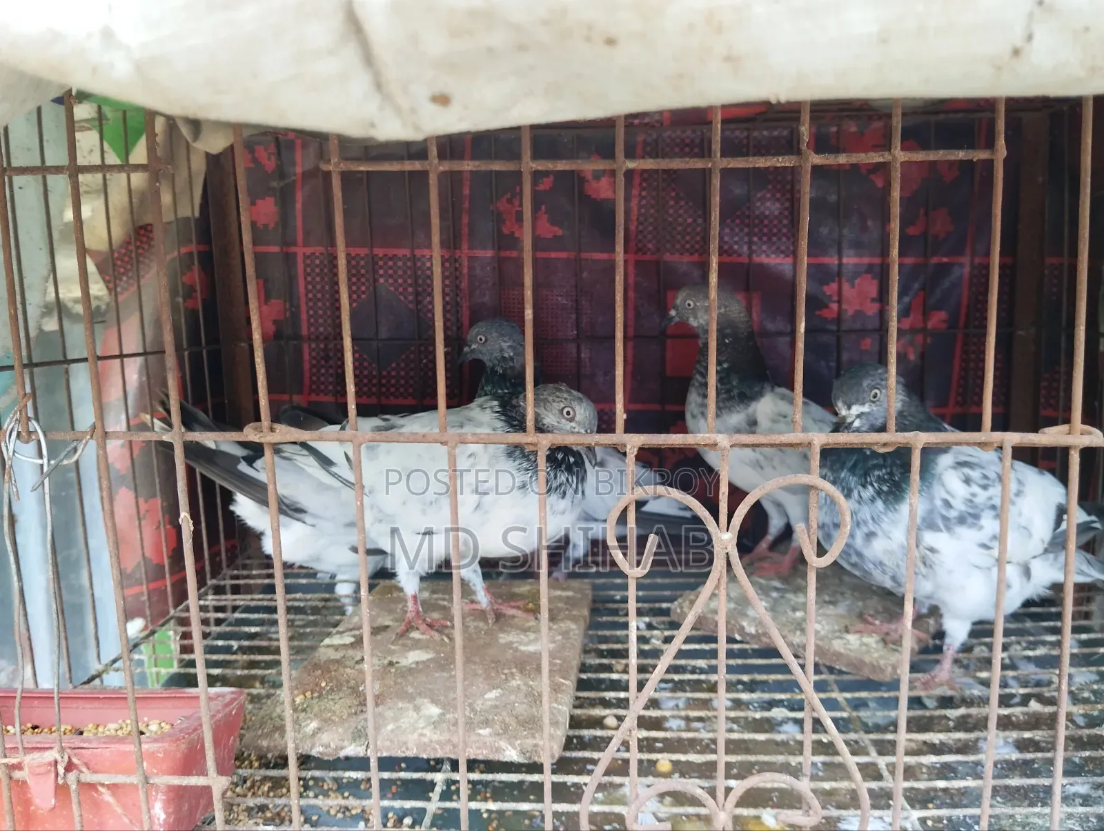 কিছু কবুতর বিক্রি করা হবে