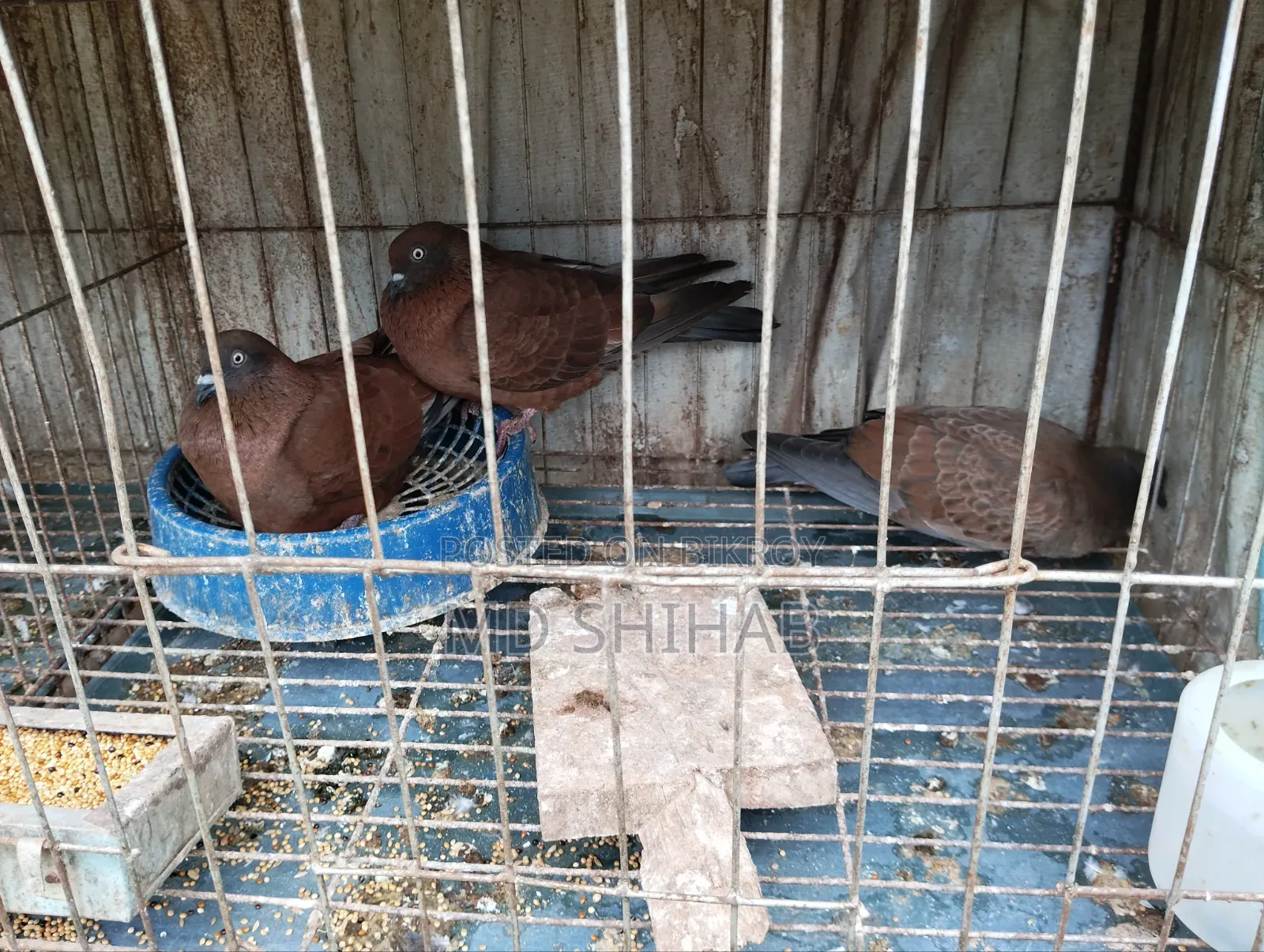 কিছু কবুতর বিক্রি করা হবে