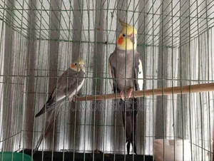 ককাটেল লুটিনো