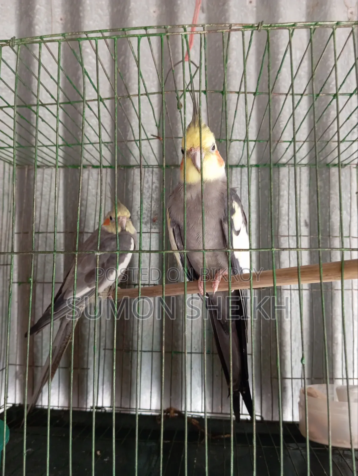 ককাটেল লুটিনো
