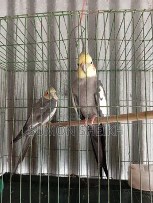 ককাটেল লুটিনো