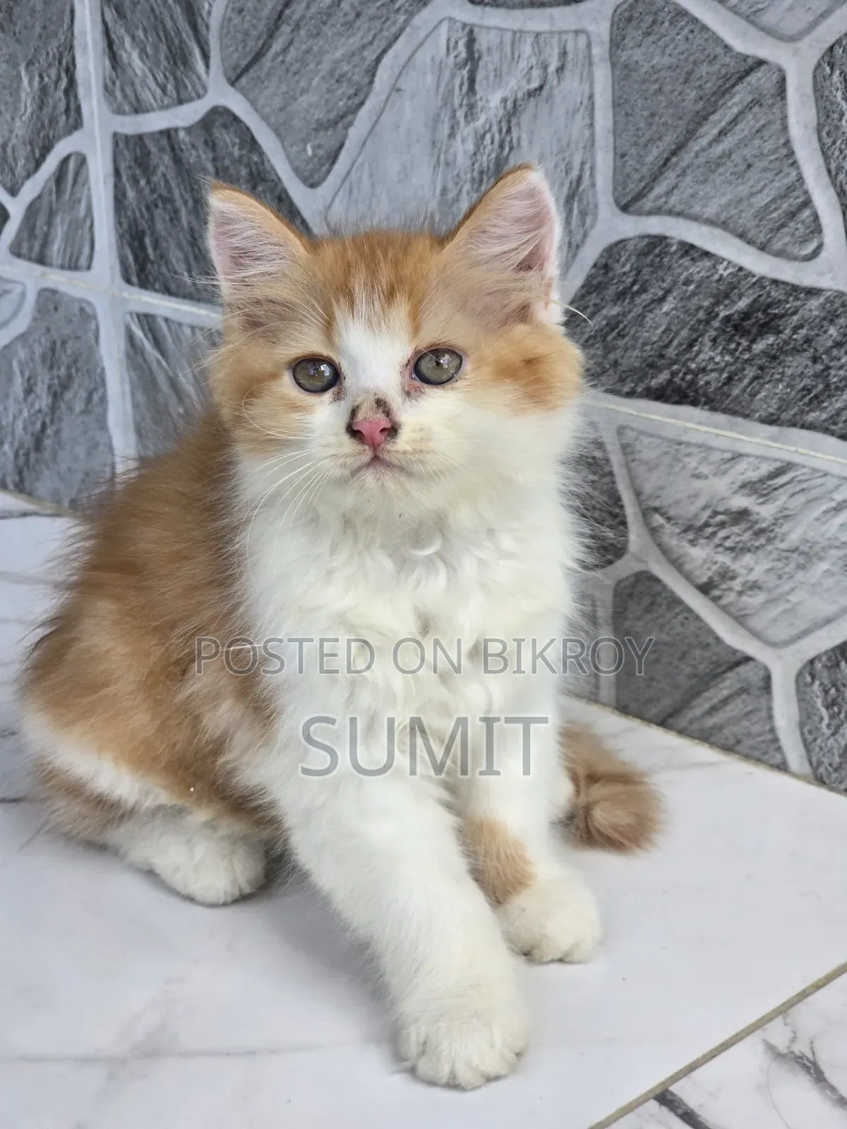 1-3 Months Male Purebred Exotic