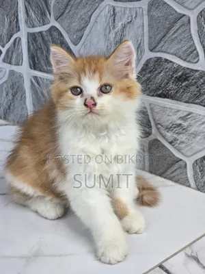 1-3 Months Male Purebred Exotic