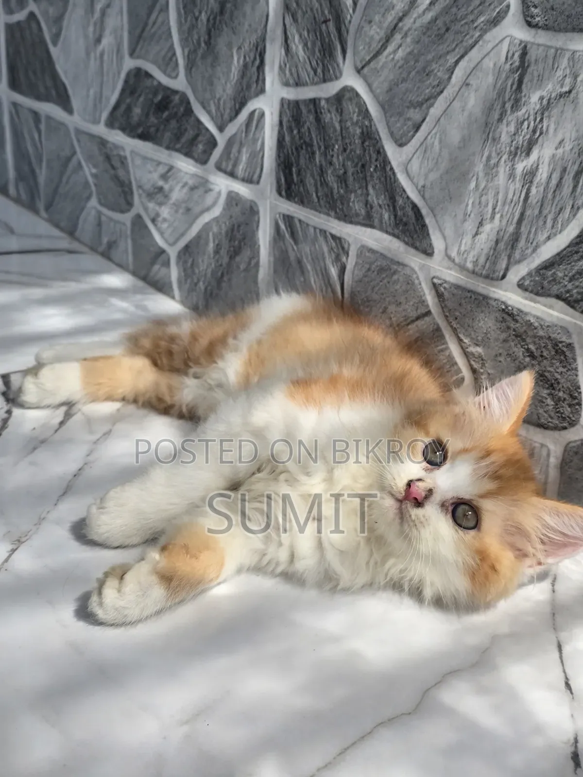1-3 Months Male Purebred Exotic