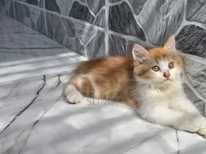 1-3 months Male Purebred Exotic