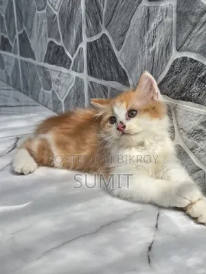 1-3 Months Male Purebred Exotic