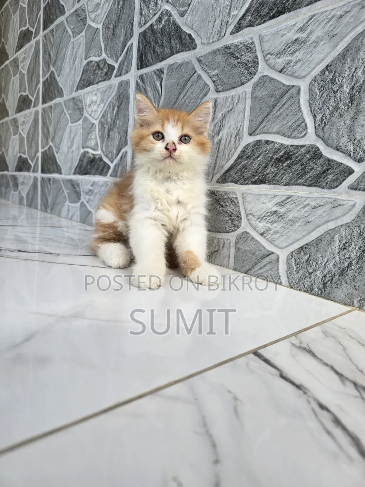 1-3 Months Male Purebred Exotic