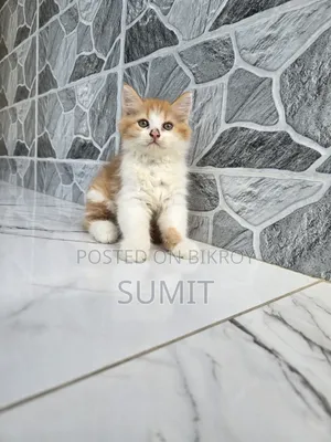 1-3 Months Male Purebred Exotic