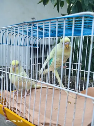 A pair of Pied Budgerigar birds for sale