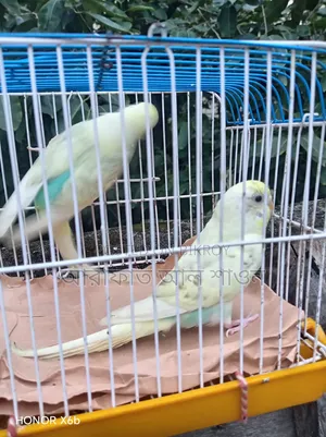 A pair of Pied Budgerigar birds for sale