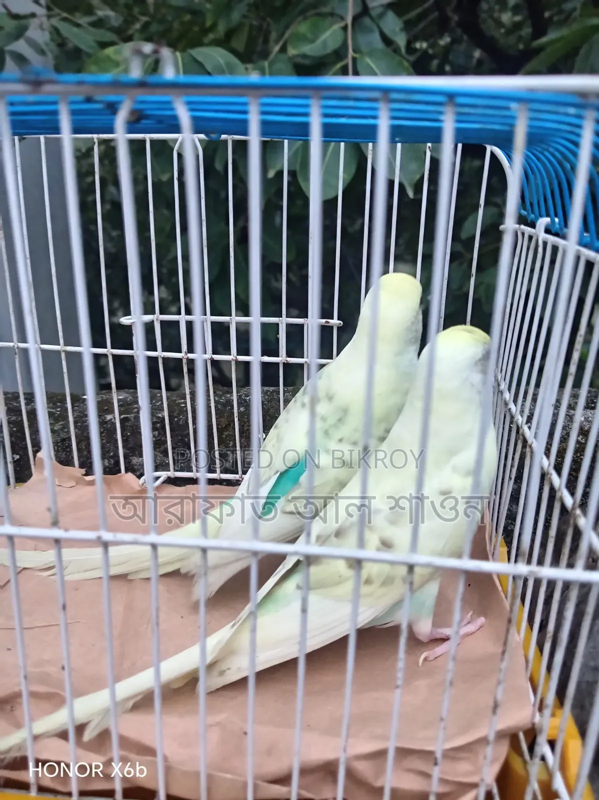 A pair of Pied Budgerigar birds for sale