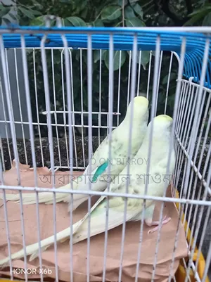 A pair of Pied Budgerigar birds for sale