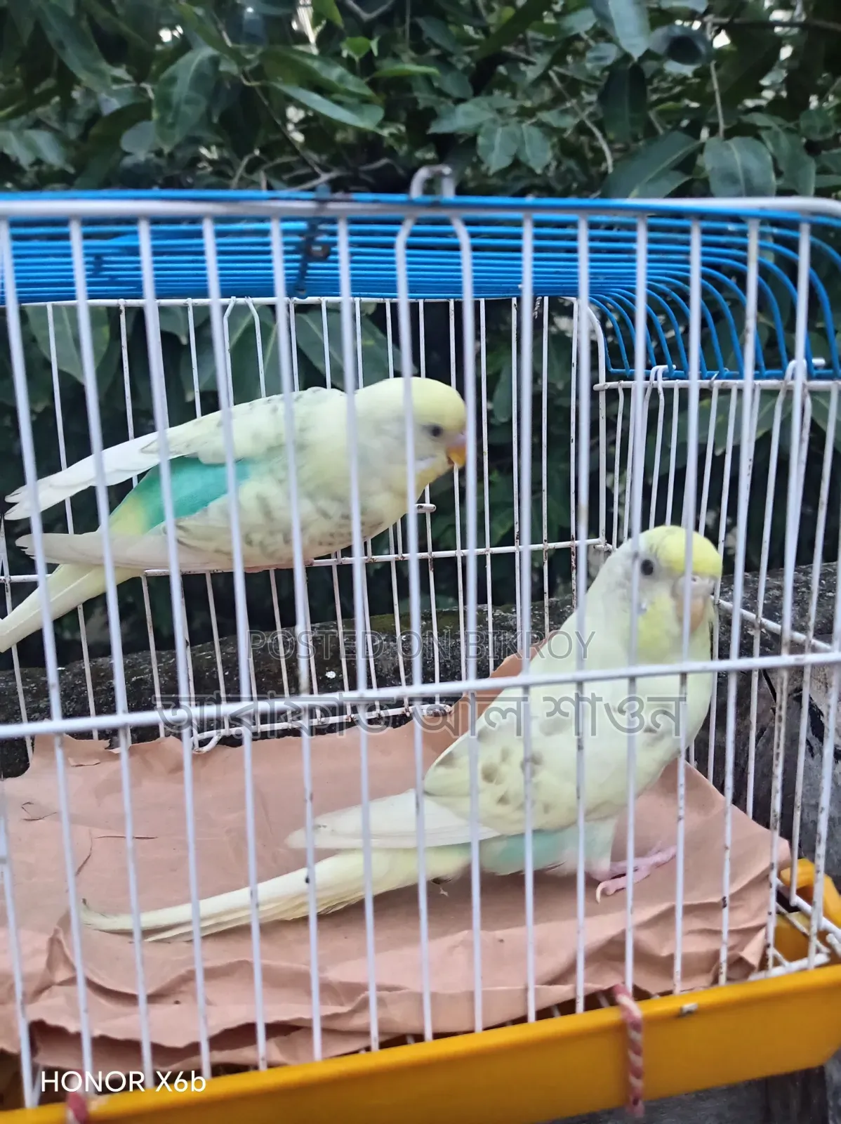 A pair of Pied Budgerigar birds for sale