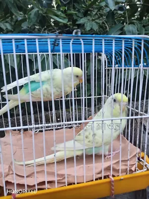 A pair of Pied Budgerigar birds for sale