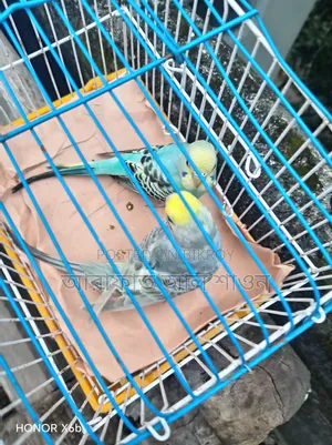 Assalamu Alaikum a pair of budgerigar birds will be exchanged