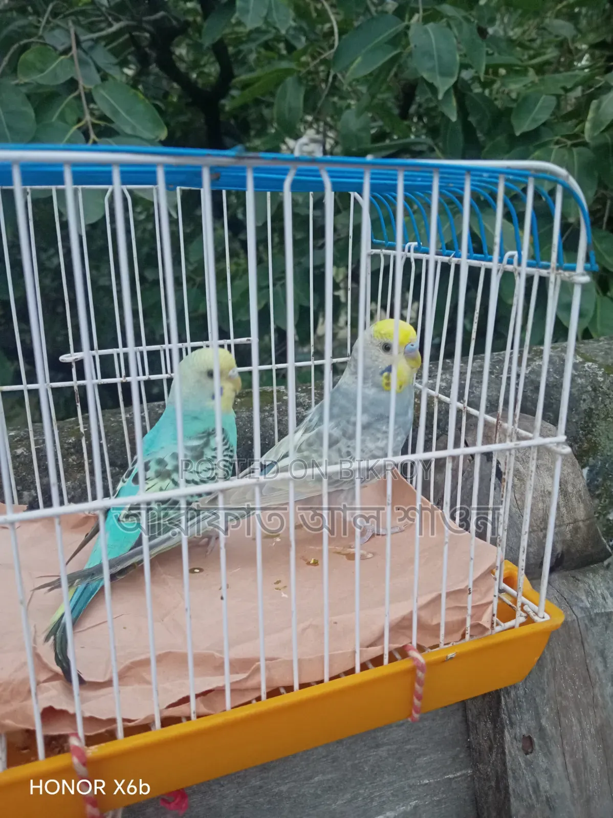 Assalamu Alaikum a pair of budgerigar birds will be exchanged