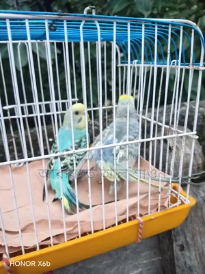 Assalamu Alaikum a pair of budgerigar birds will be exchanged
