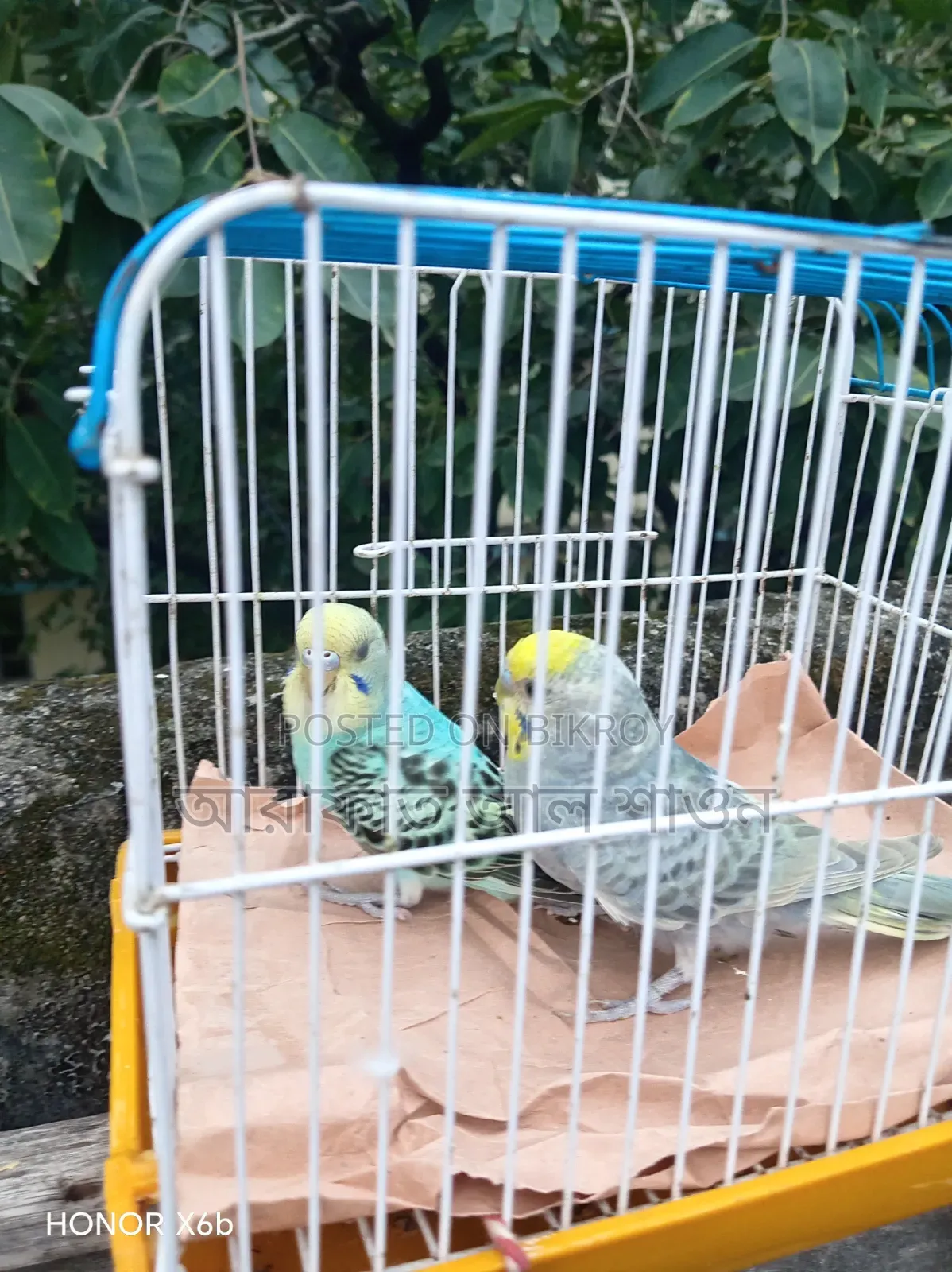 Assalamu Alaikum a pair of budgerigar birds will be exchanged