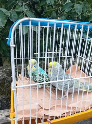 Assalamu Alaikum a pair of budgerigar birds will be exchanged