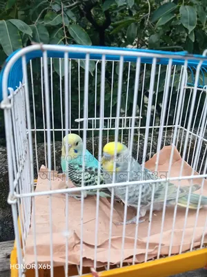 Assalamu Alaikum a pair of budgerigar birds will be exchanged