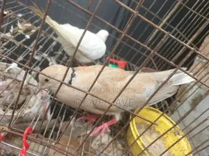 কম দামে ঘুঘু পাখি রানিং ও বাচ্চা