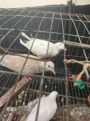 কম দামে ঘুঘু পাখি রানিং ও বাচ্চা