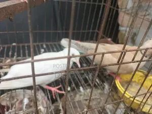কম দামে ঘুঘু পাখি রানিং ও বাচ্চা
