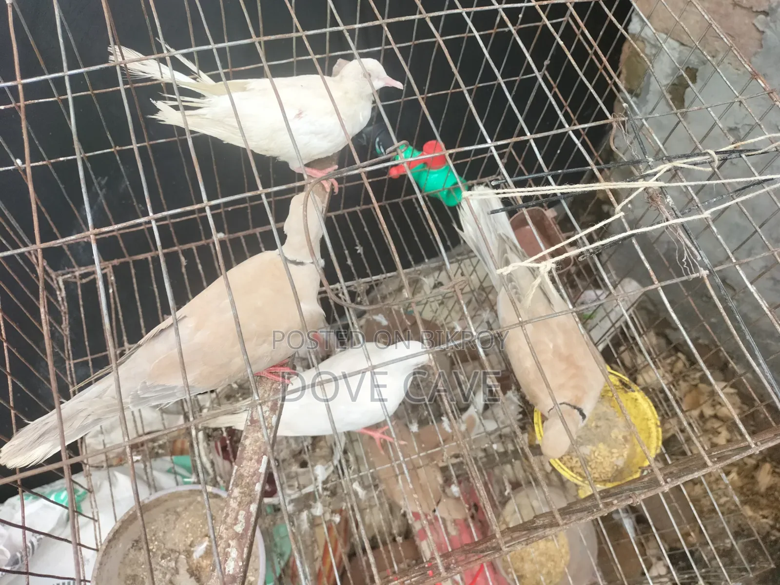 কম দামে ঘুঘু পাখি রানিং ও বাচ্চা