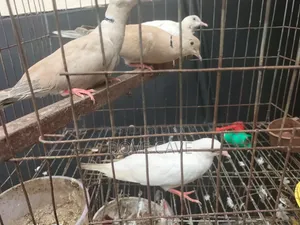 কম দামে ঘুঘু পাখি রানিং ও বাচ্চা
