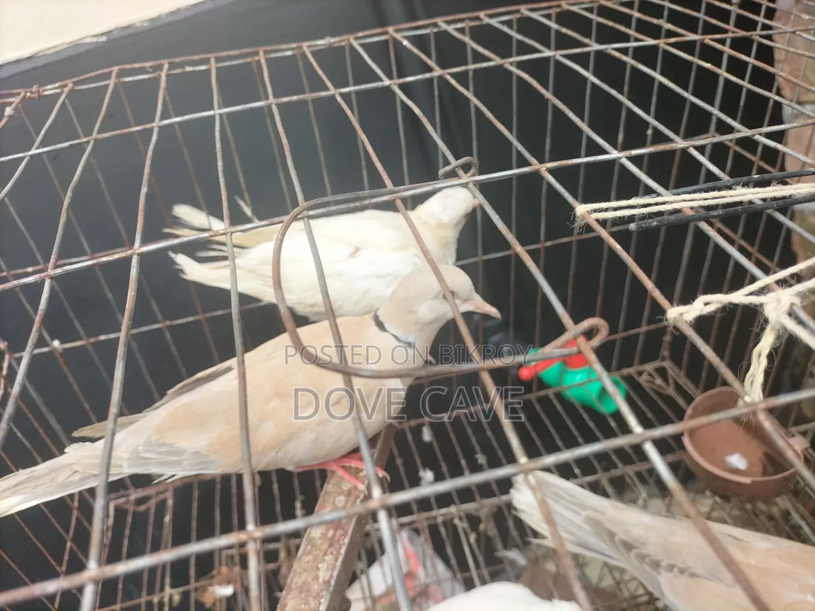 কম দামে ঘুঘু পাখি রানিং ও বাচ্চা