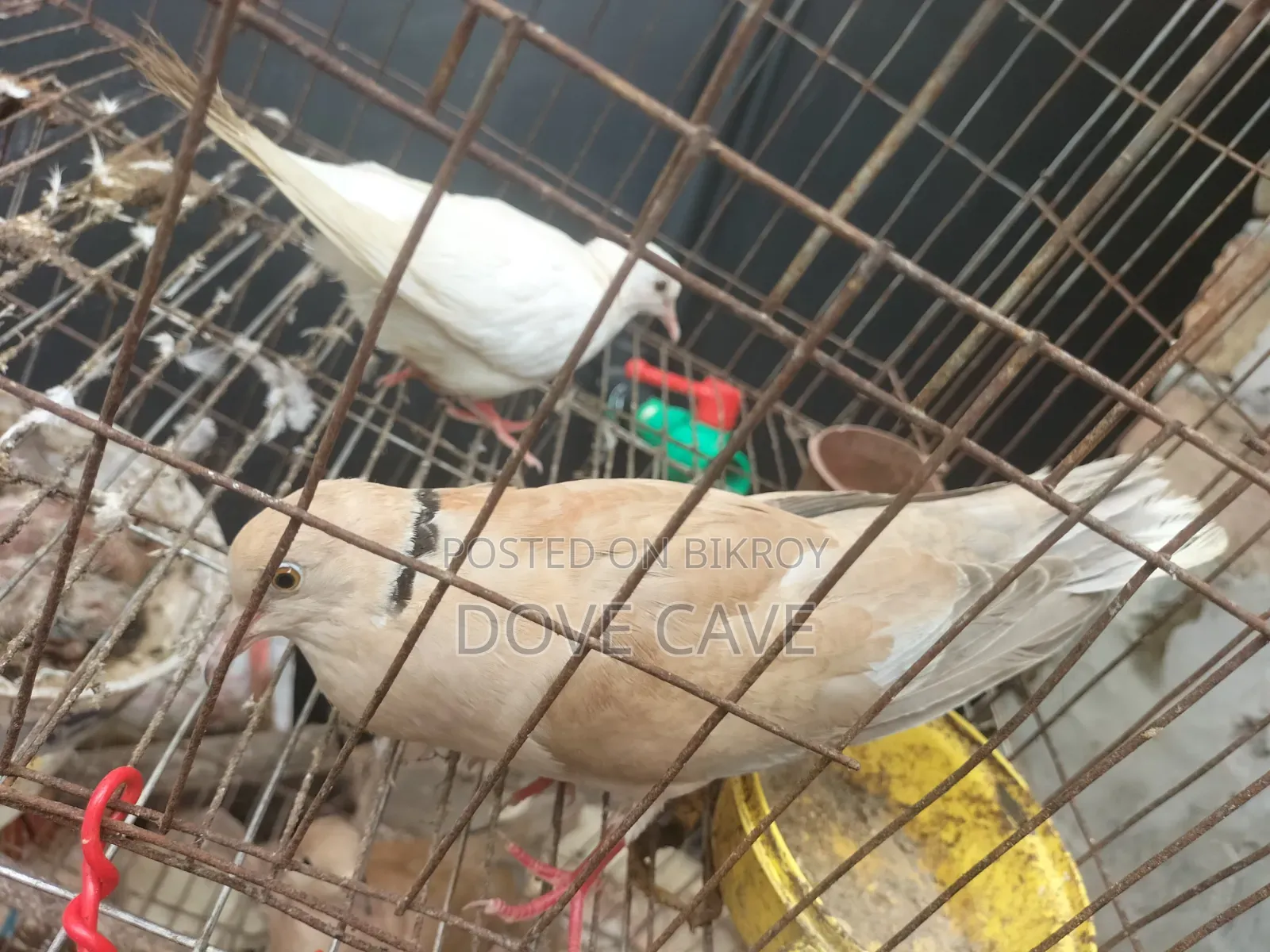 কম দামে ঘুঘু পাখি রানিং ও বাচ্চা