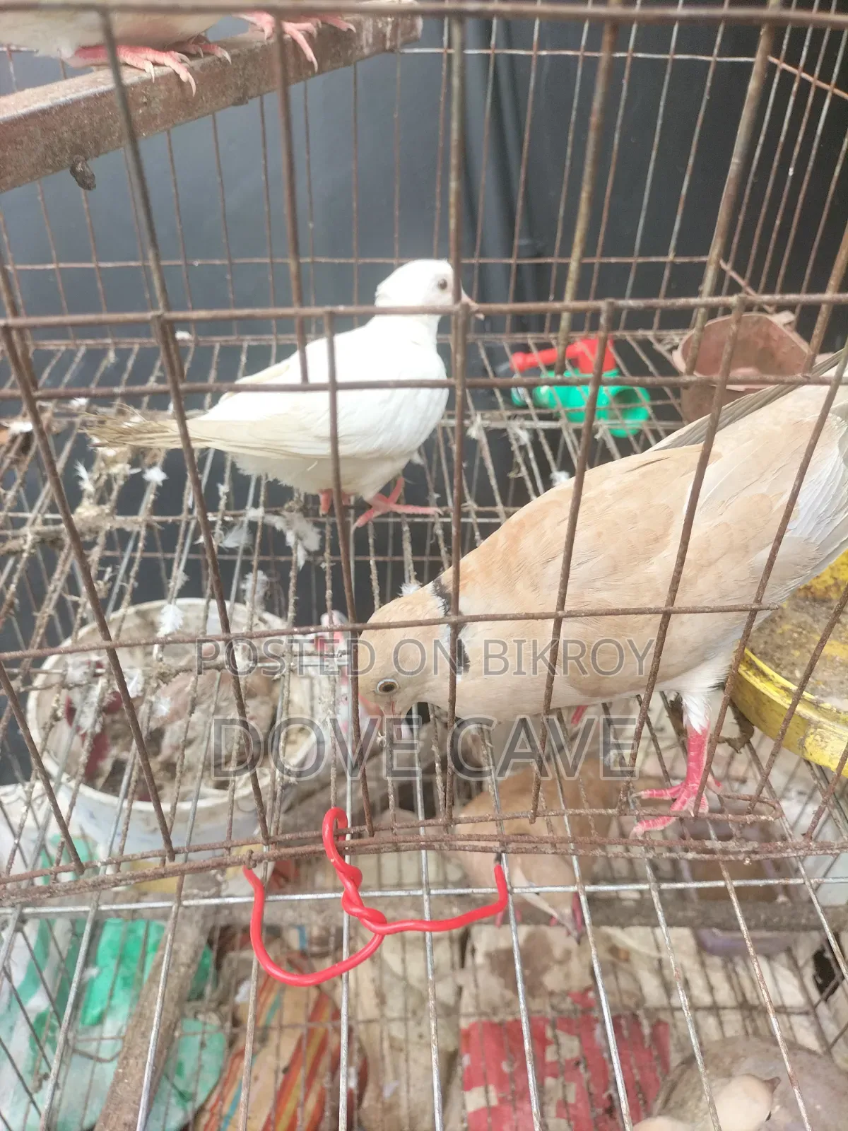 কম দামে ঘুঘু পাখি রানিং ও বাচ্চা