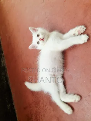 ১-৩ মাসের মেল মিক্সড ব্রিড পার্সিয়ান
