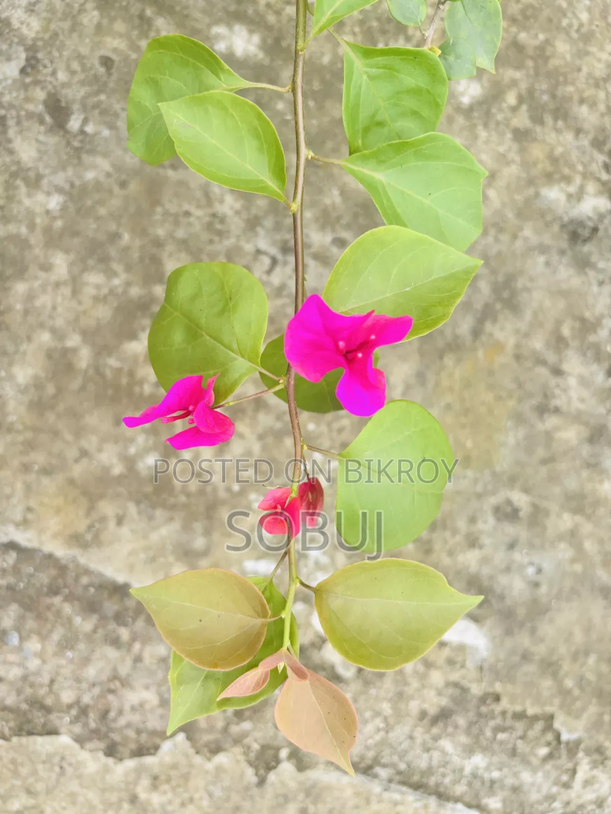 Bougainvillea Plant with Flowers