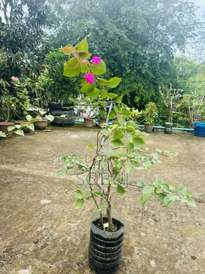 Bougainvillea Plant with Flowers
