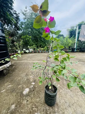Bougainvillea Plant with Flowers
