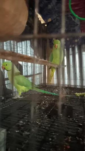 রিংনেট টিয়া পাখি