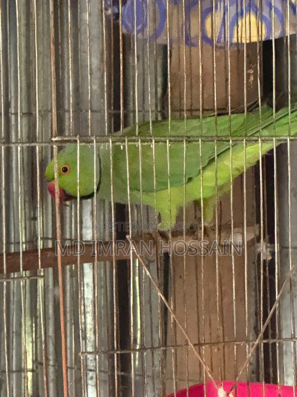 রিংনেট টিয়া পাখি