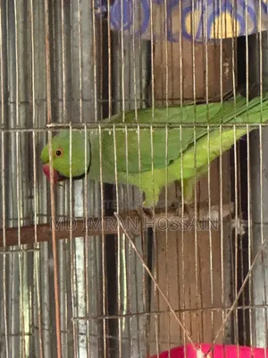 রিংনেট টিয়া পাখি