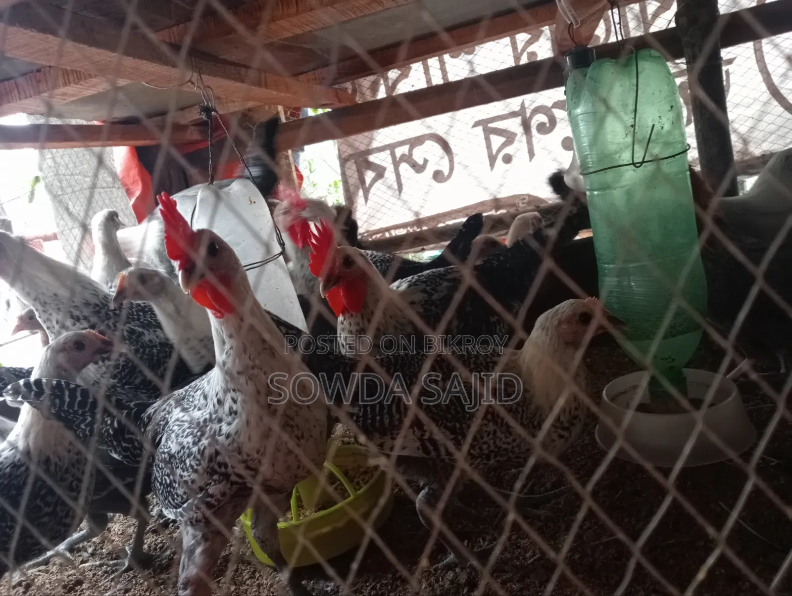 ফাওমি ও দেশী মুরগী বাচ্চা বিক্রি হবে
