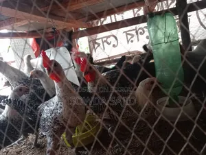 ফাওমি ও দেশী মুরগী বাচ্চা বিক্রি হবে