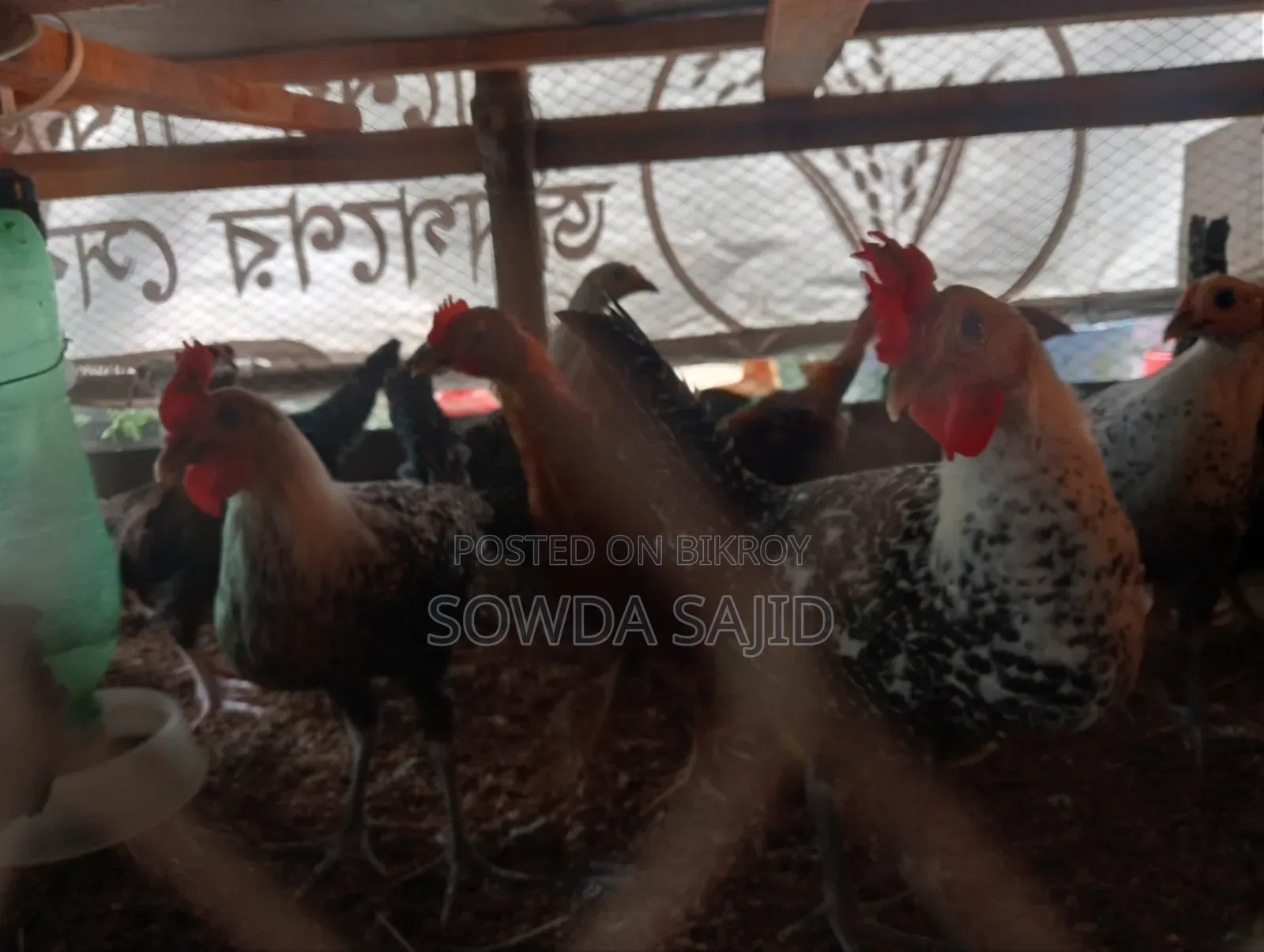 ফাওমি ও দেশী মুরগী বাচ্চা বিক্রি হবে