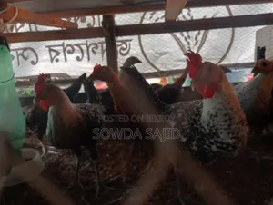 ফাওমি ও দেশী মুরগী বাচ্চা বিক্রি হবে